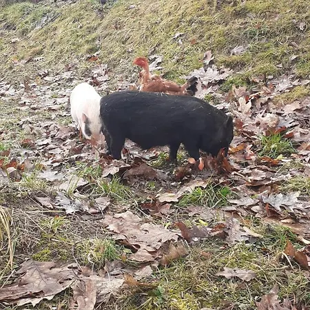 Nocleg ze śniadaniem Auverg'nature Combrailles