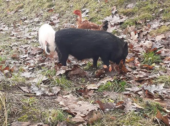 فندق مبيت وإفطار Auverg'nature Combrailles